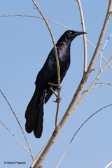 Quiscalus mexicanus