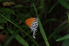 Drupadia ravindra moorei