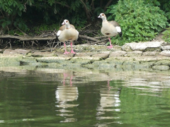 Alopochen aegyptiaca