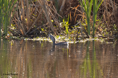 Podilymbus podiceps