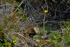 Brachyglottis bellidioides