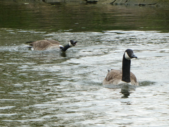 Branta canadensis