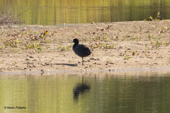 Fulica americana