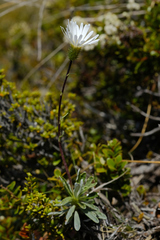 Celmisia angustifolia
