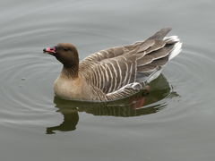 Anser brachyrhynchus