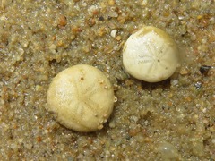 Echinocyamus pusillus