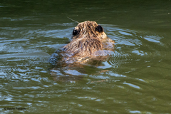 Castor canadensis
