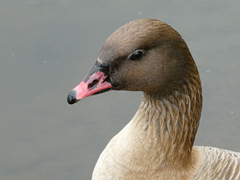 Anser brachyrhynchus