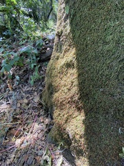 Pseudisothecium cristatum