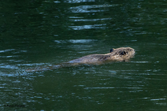 Castor canadensis