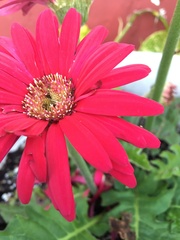 Gerbera