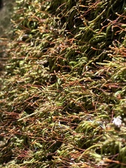 Pseudisothecium cristatum