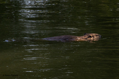 Castor canadensis