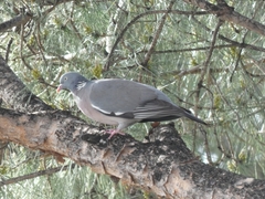 Columba palumbus