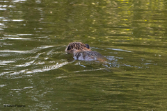Castor canadensis