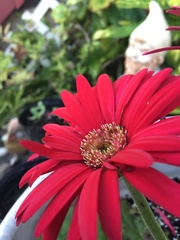 Gerbera