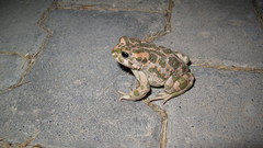 Bufotes viridis sitibundus