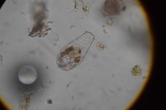 Quadrulella symmetrica