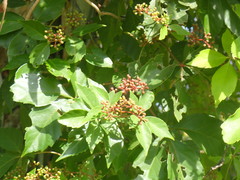 Parthenocissus quinquefolia image