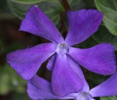 Vinca major