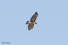 Buteo jamaicensis