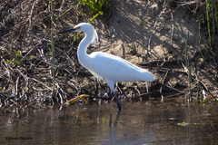 Egretta thula