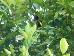 Ramphocelus flammigerus icteronotus