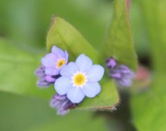 Myosotis