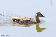 Anas platyrhynchos
