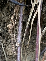 Protracheoniscus politus