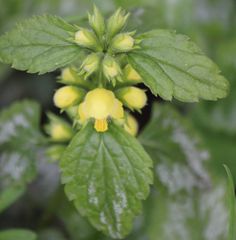 Lamium galeobdolon argentatum