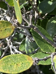 Chionanthus foveolatus