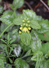 Lamium galeobdolon argentatum