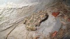 Bufotes viridis sitibundus