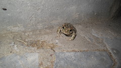 Bufotes viridis sitibundus