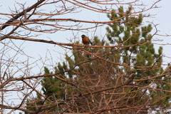 Turdus migratorius image