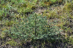 Prangos odontalgica