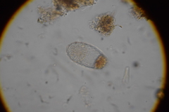 Euglypha