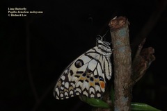 Papilio demoleus malayanus