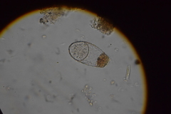 Euglypha
