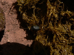 Onthophagus verticicornis