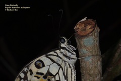 Papilio demoleus malayanus