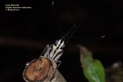 Papilio demoleus malayanus