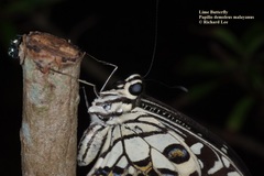Papilio demoleus malayanus
