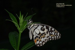 Papilio demoleus malayanus