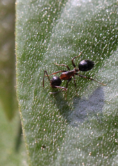 Camponotus vitiosus