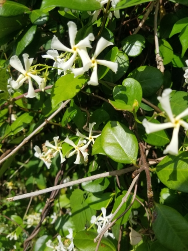 Trachelospermum jasminoides image