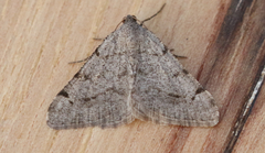 Digrammia triviata