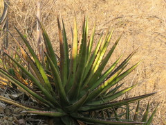 Agave angustiarum