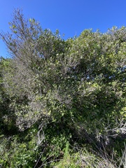 Chionanthus foveolatus